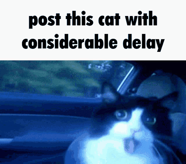 a certain cat