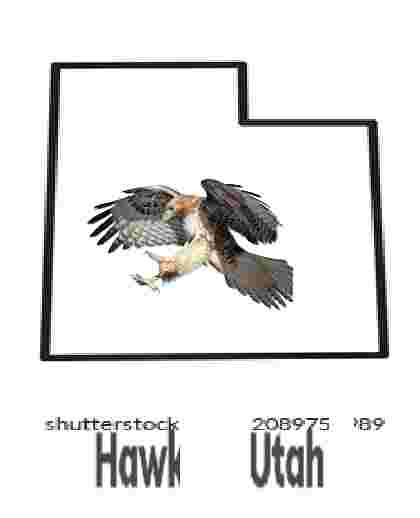 hawk in utah